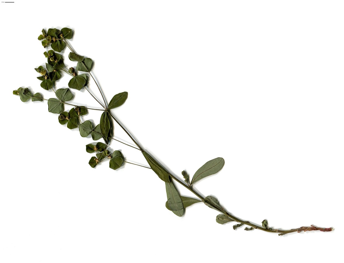 Euphorbia angulata (Euphorbiaceae)